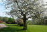 Obstbaumblüte im Park Benckendorf