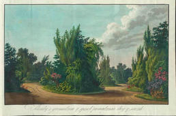 Ein Clump aus dem Buch "Mancherlei Gedanken über die Art und Weise Gärten an zu legen" der Fürstin Izabela Czartoryska von 1808