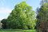 Baum im Park