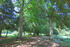 Allee im Park