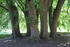 Lindenrondell im Park