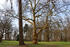 Ulme im Park Dammereez