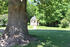 Baum im Landschaftspark Dreilützow