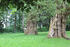 Bäume im Park