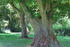 Linden im Park