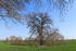 Stieleiche am Parkrand