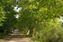 Allee, Dorfstraße