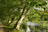 Allee mit Platanen, Teich