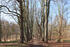 Allee im Park Klein Plasten