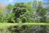 Kastanie im Park Losentitz 2024