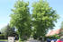 Lindenallee zum Wasserschloss