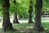 Lindenallee im Park Oberhof 2023