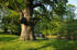Baum im Park Gutsanlage Pinnow