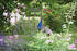 Pfau im Garten