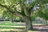 Baum im Park Siedenbollentin