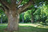 Baum im Park Schlemmin; Foto Uwe Seewald