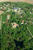 Luftbild Gutsanlage und Park Tellow
