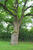 Eiche im Park Züssow