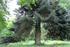 Blautanne im Park von Klevenow