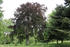 Rotbuche im Park von Klevenow