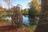 Baum am Teich