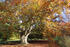 Parkbaum im Herbst