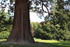 Mammutbaum im Schlosspark Kaarz