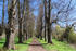 Allee im Schlosspark im Frühling