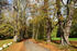 Allee im Schlosspark Putbus