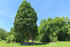 Bäume im Schlosspark Putbus