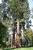 Mammutbäume im Schlosspark Putbus