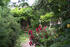 Garten im Sommer